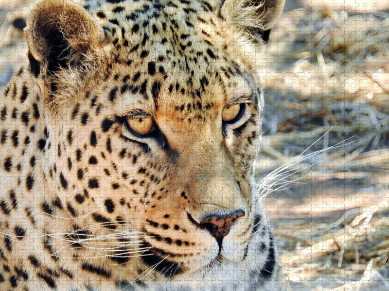 Leopard in der Kalahari - CALVENDO Foto-Puzzle'