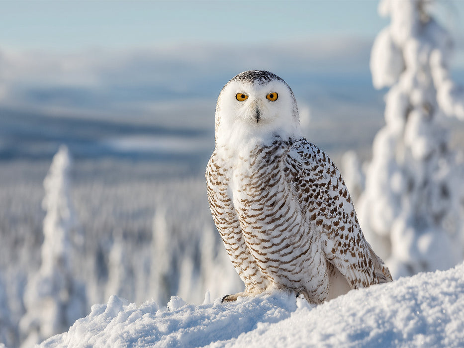 Majestätische Schneeeule im Winter - CALVENDO Foto-Puzzle'