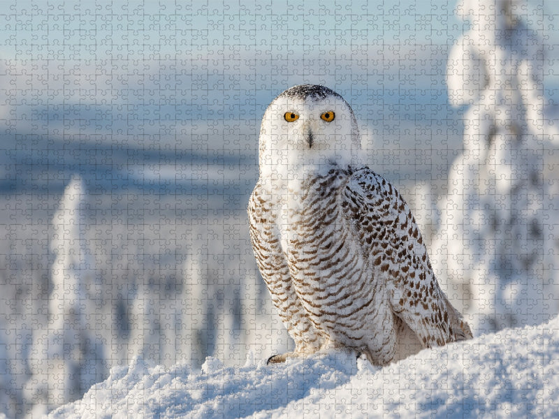 Majestätische Schneeeule im Winter - CALVENDO Foto-Puzzle'