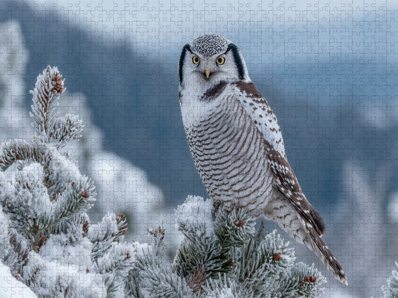 Sperbereule im frostigen Nadelwald - CALVENDO Foto-Puzzle'