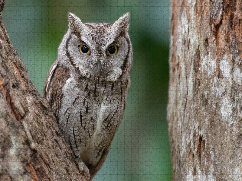 Winzige Zwergohreule getarnt im Baumstamm - CALVENDO Foto-Puzzle'