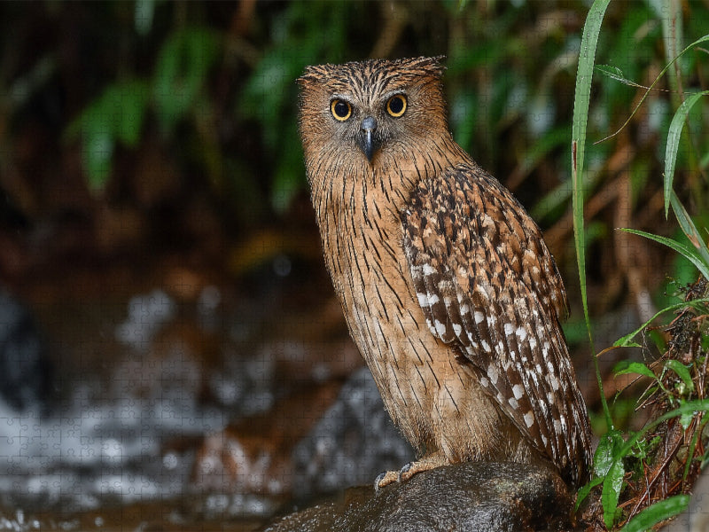 Bindenfischuhu am Flussufer - CALVENDO Foto-Puzzle'