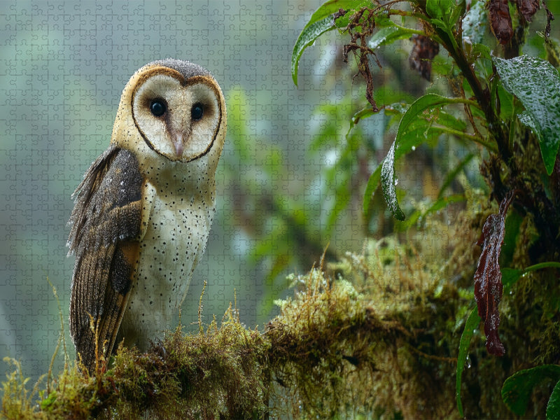 Seltene Rotfuß-Eule im Regenwald - CALVENDO Foto-Puzzle'