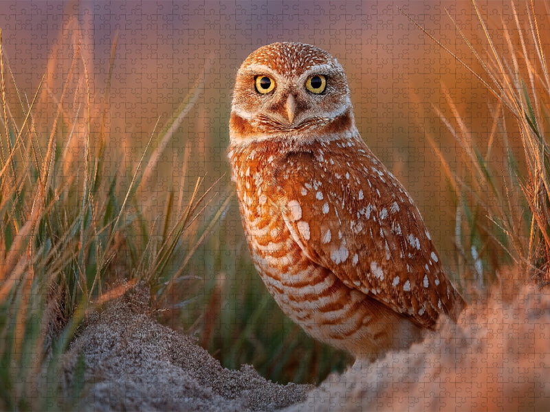 Neugieriger Höhlenkauz im hohen Gras - CALVENDO Foto-Puzzle'