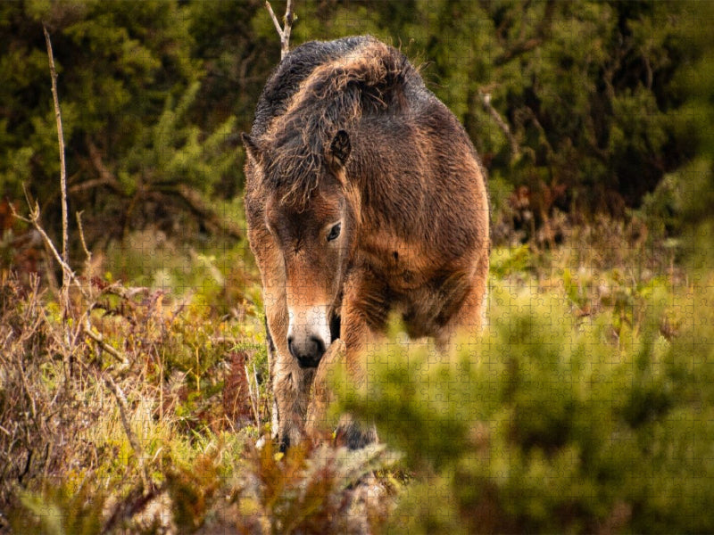 Schüchternes Fohlen - CALVENDO Foto-Puzzle'