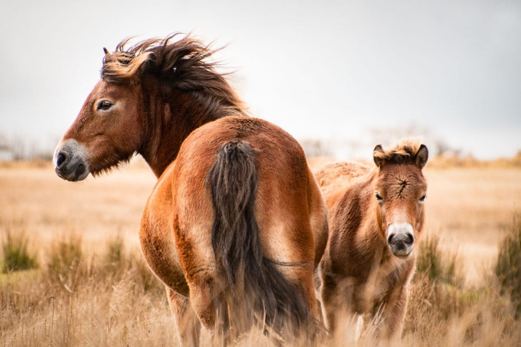 Premium Textil-Leinwand Exmoor Ponys gemeinsam unterwegs