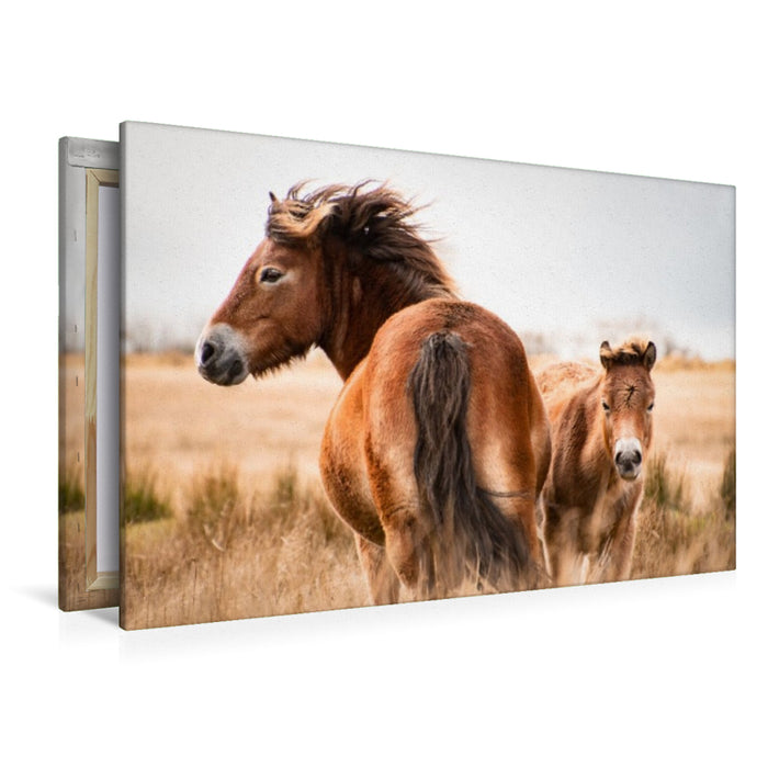 Premium Textil-Leinwand Exmoor Ponys gemeinsam unterwegs