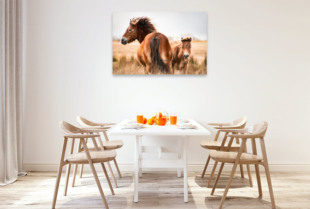 Premium Textil-Leinwand Exmoor Ponys gemeinsam unterwegs