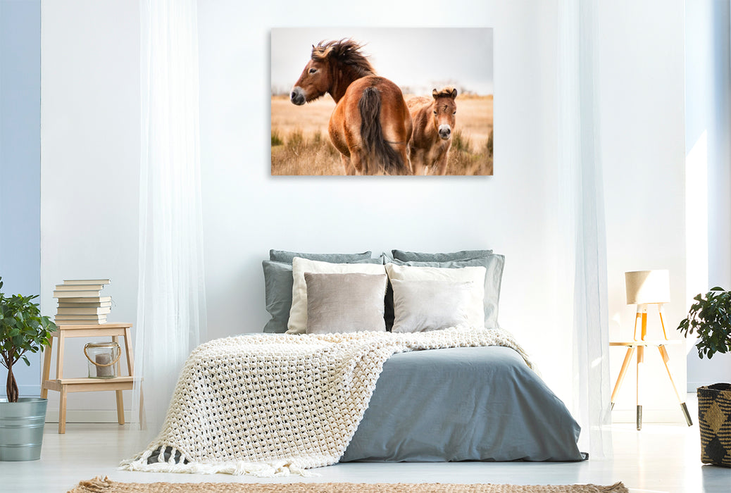 Premium Textil-Leinwand Exmoor Ponys gemeinsam unterwegs