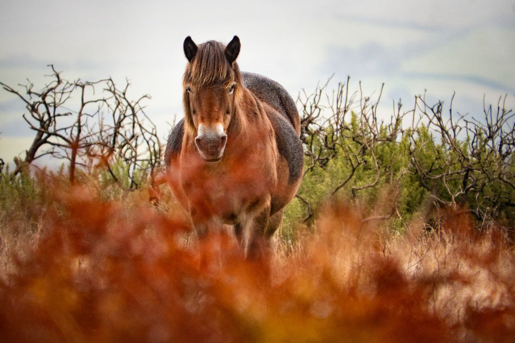 Premium Textil-Leinwand Exmoor Pony hinter leuchtendem Farn