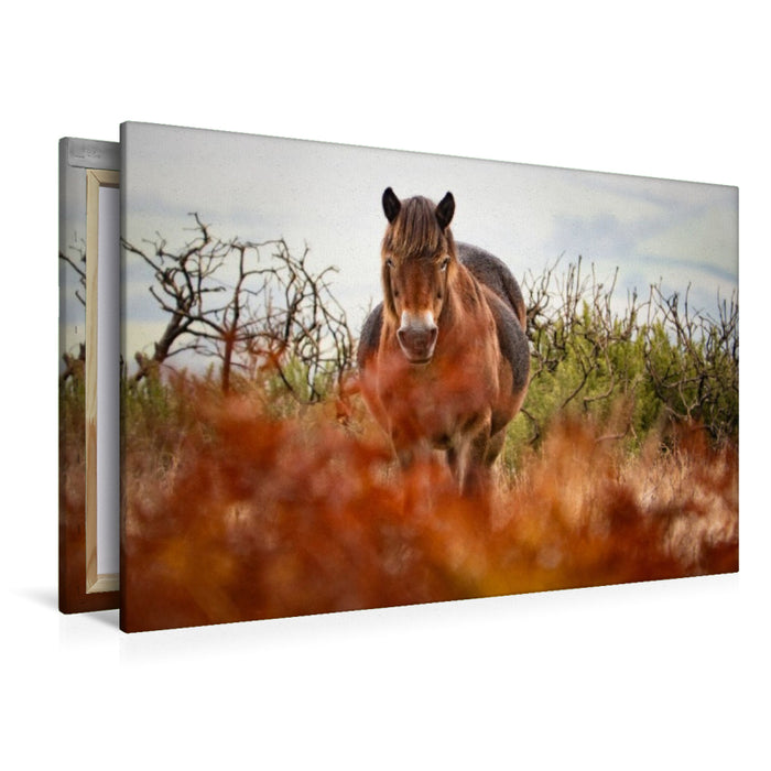 Premium Textil-Leinwand Exmoor Pony hinter leuchtendem Farn