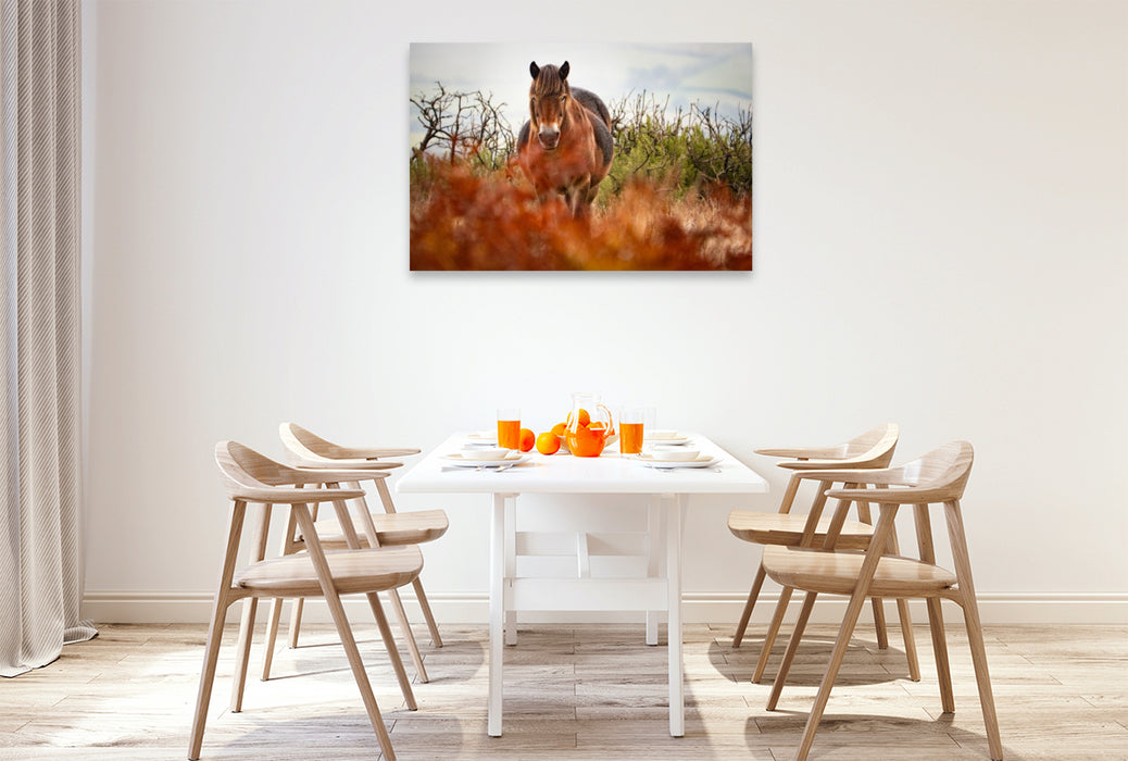 Premium Textil-Leinwand Exmoor Pony hinter leuchtendem Farn