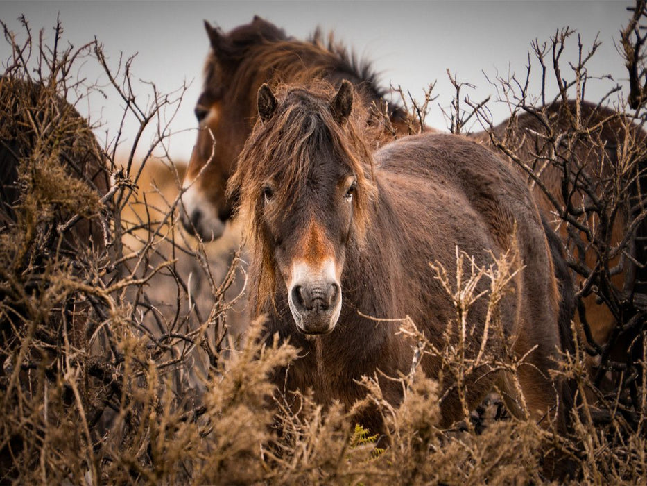 Wildes, rauhes Pferdeleben - CALVENDO Foto-Puzzle'