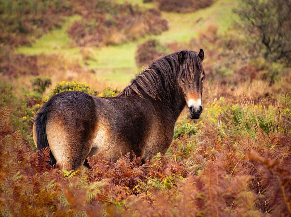 Pony im Farbenrausch - CALVENDO Foto-Puzzle'