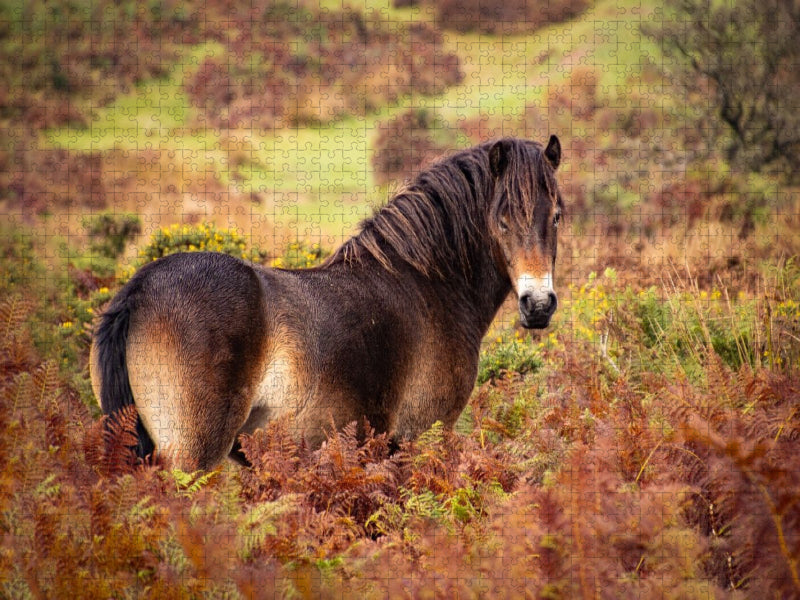 Pony im Farbenrausch - CALVENDO Foto-Puzzle'