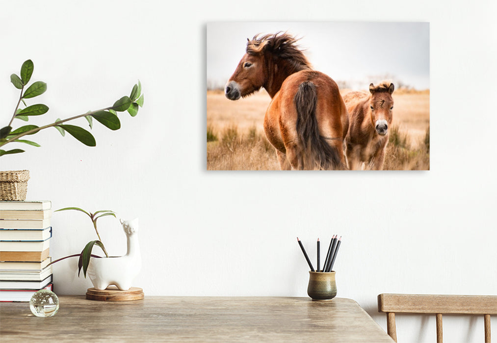 Premium Textil-Leinwand Exmoor Ponys gemeinsam unterwegs