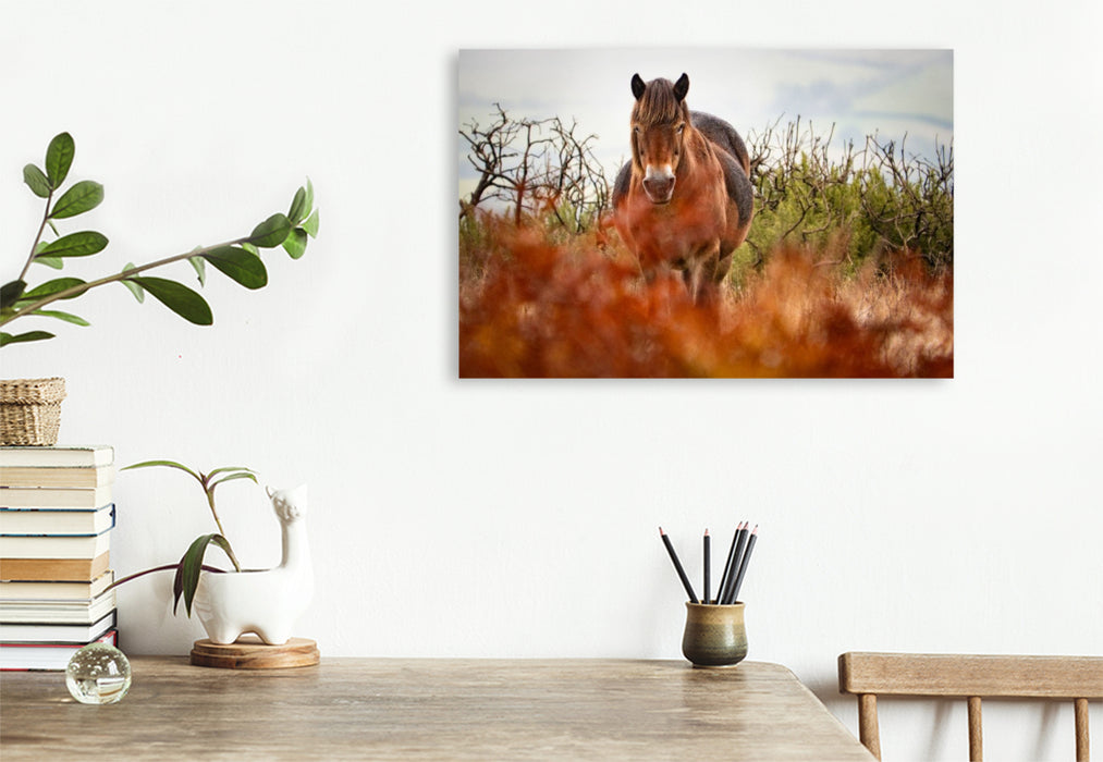 Premium Textil-Leinwand Exmoor Pony hinter leuchtendem Farn