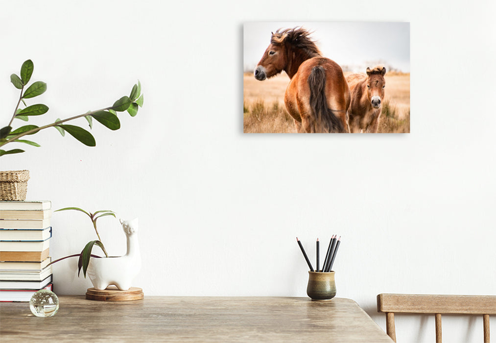 Premium Textil-Leinwand Exmoor Ponys gemeinsam unterwegs