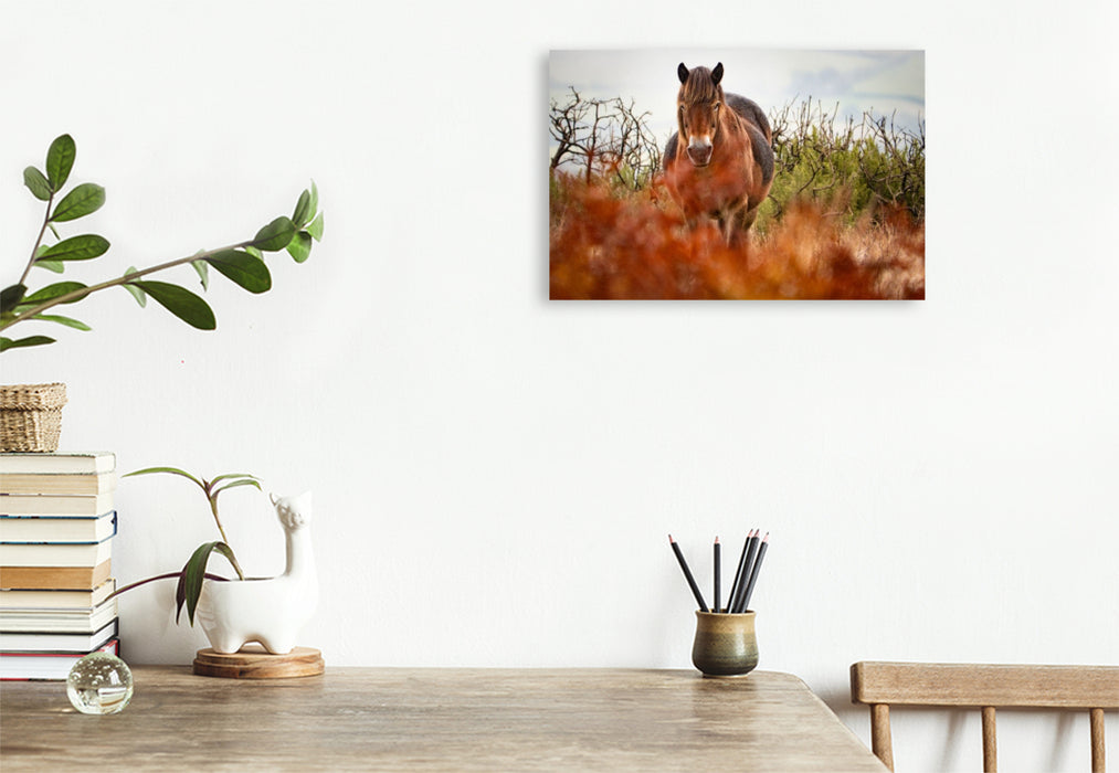 Premium Textil-Leinwand Exmoor Pony hinter leuchtendem Farn