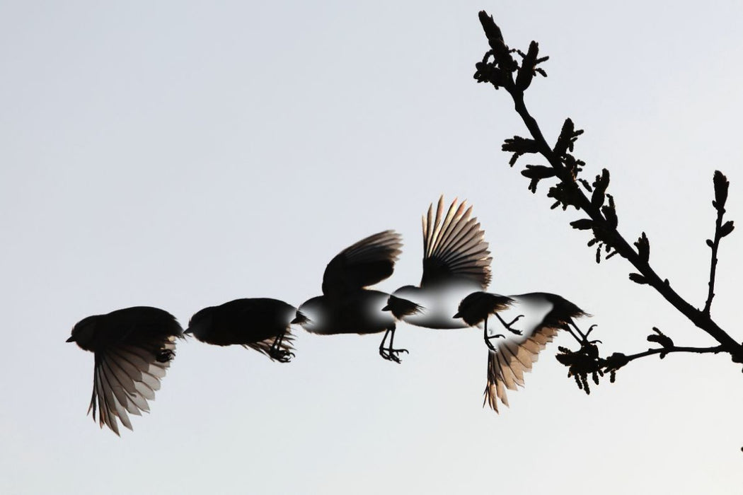 Premium Textil-Leinwand Ein Motiv aus dem Kalender Vögel im Fluge