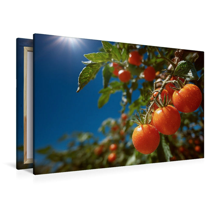 Premium Textil-Leinwand Reife Tomaten leuchten im Sonnenschein des Gartens