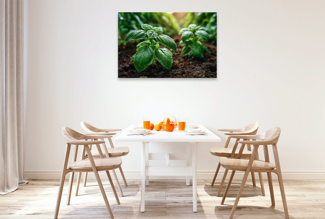 Premium Textil-Leinwand Frischer Basilikum wächst im Gartenbeet