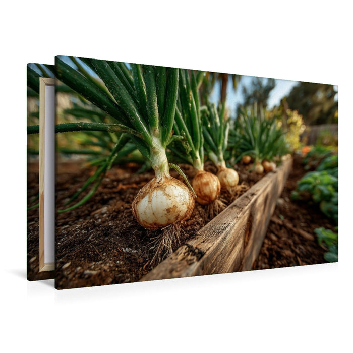 Premium Textil-Leinwand Frische Zwiebeln wachsen im Gartenbeet