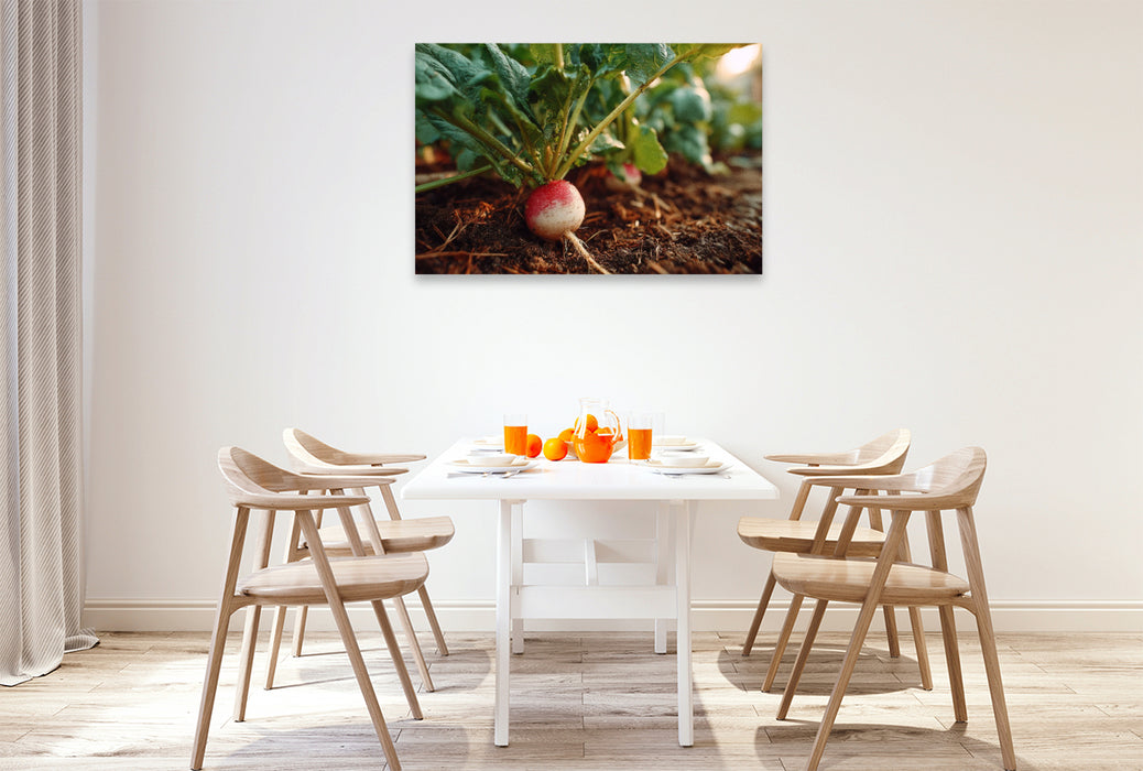 Premium Textil-Leinwand Radieschen frisch im Gartenbeet