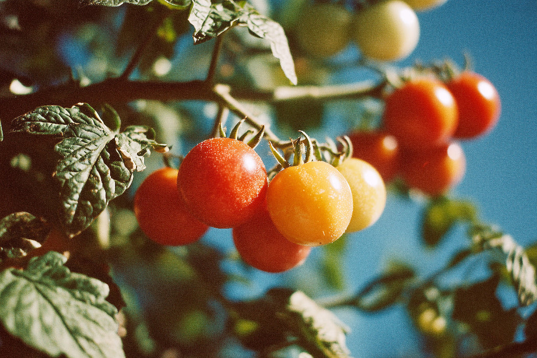 Premium Textil-Leinwand Reife Tomaten am Strauch im Sonnenschein
