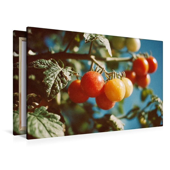Premium Textil-Leinwand Reife Tomaten am Strauch im Sonnenschein