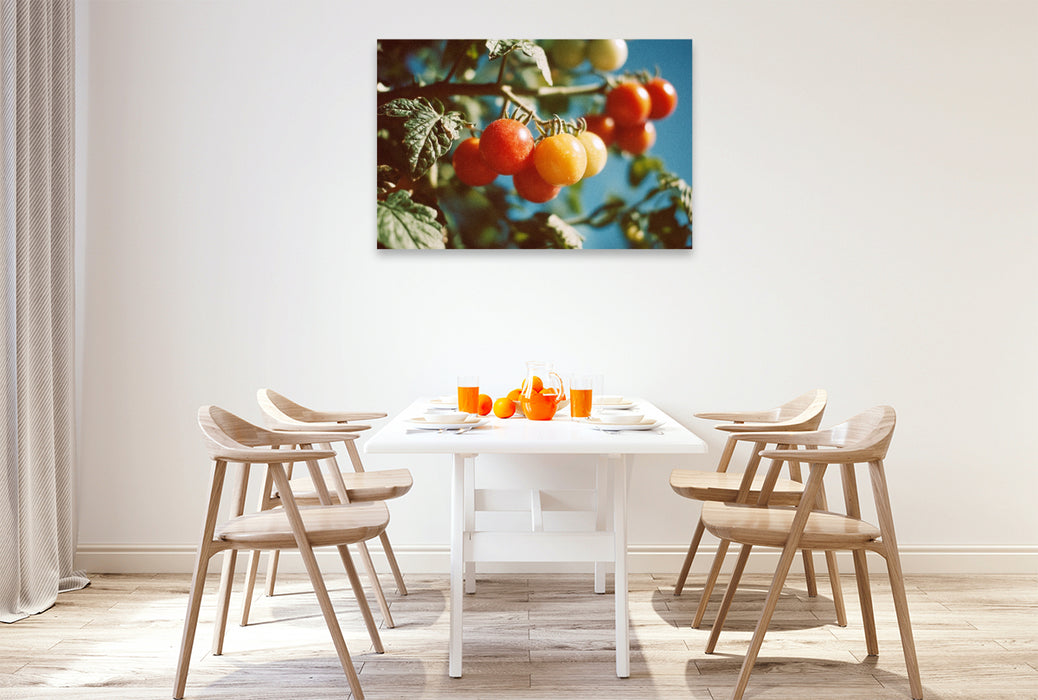Premium Textil-Leinwand Reife Tomaten am Strauch im Sonnenschein