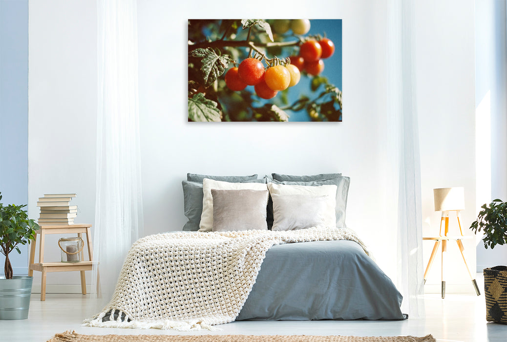 Premium Textil-Leinwand Reife Tomaten am Strauch im Sonnenschein