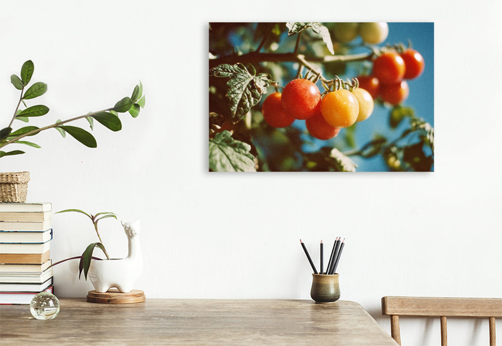 Premium Textil-Leinwand Reife Tomaten am Strauch im Sonnenschein