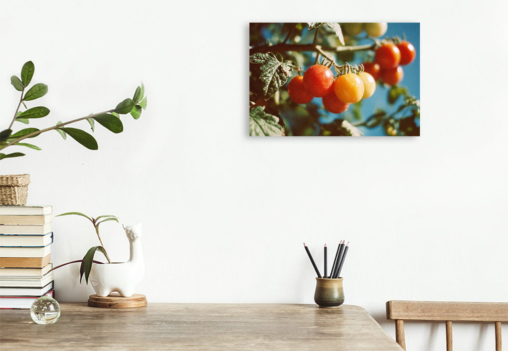 Premium Textil-Leinwand Reife Tomaten am Strauch im Sonnenschein