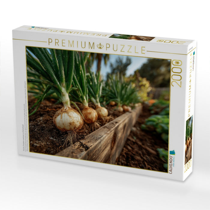 Frische Zwiebeln wachsen im Gartenbeet - CALVENDO Foto-Puzzle'