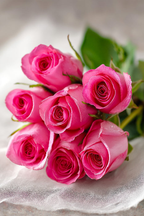 Premium Textil-Leinwand Strauß aus rosa Rosen in Pastelltönen