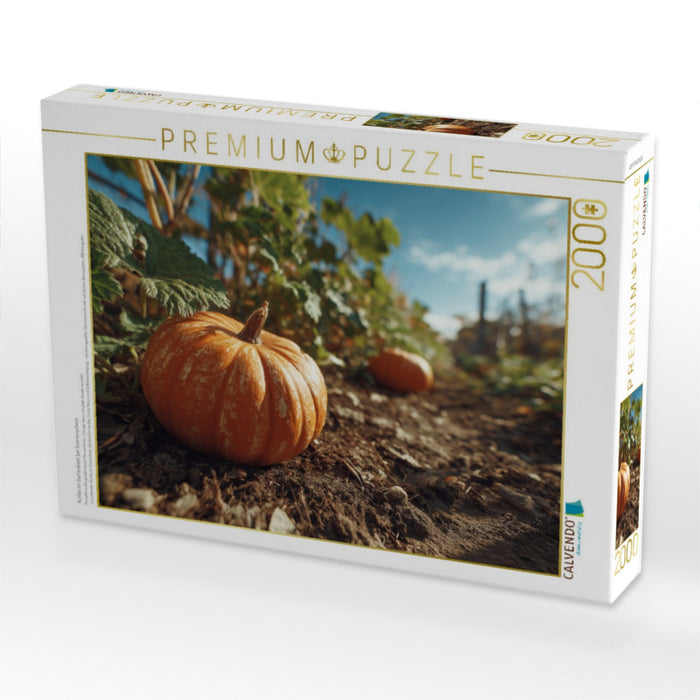 Kürbis im Gartenbeet bei Sonnenschein - CALVENDO Foto-Puzzle'
