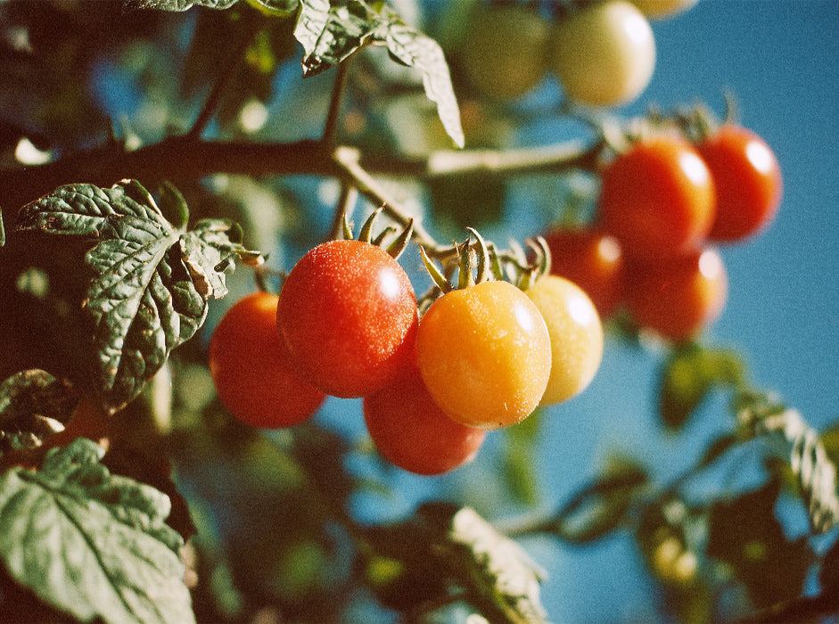 Reife Tomaten am Strauch im Sonnenschein - CALVENDO Foto-Puzzle'