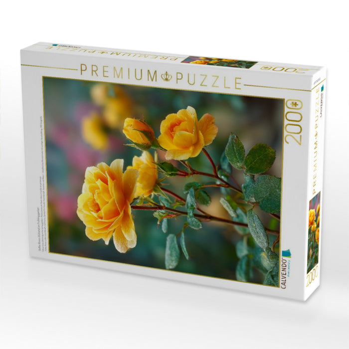 Gelbe Rosen blühend im Frühlingsgarten - CALVENDO Foto-Puzzle'