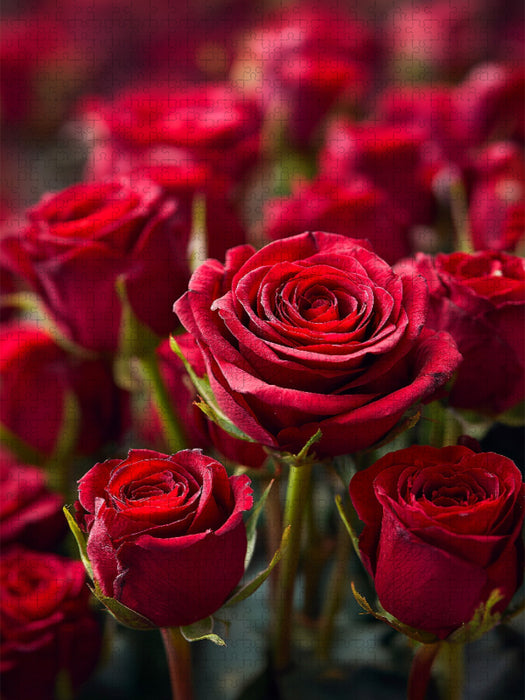 Rote Rosen in voller Blüte - CALVENDO Foto-Puzzle'