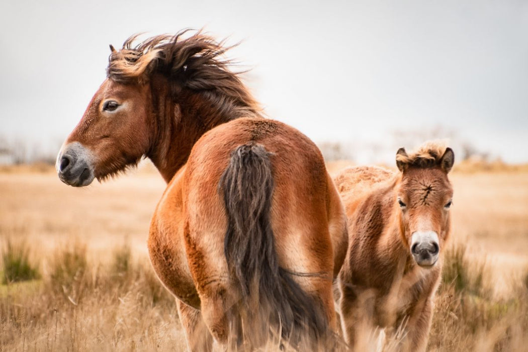 Premium Textil-Leinwand Stute und Fohlen gemeinsam unterwegs