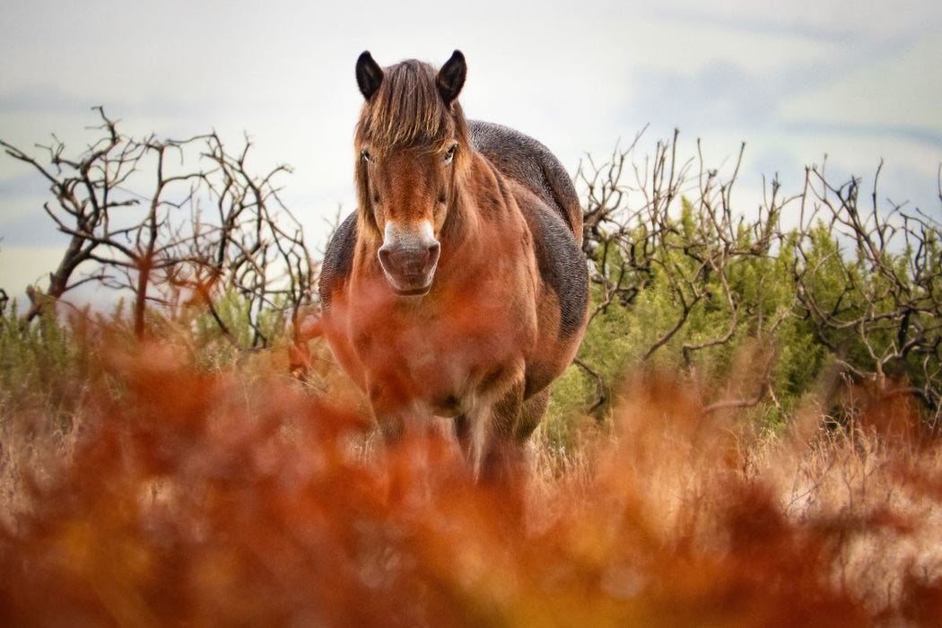 Premium Textil-Leinwand Exmoor Pony hinter leuchtendem Farn