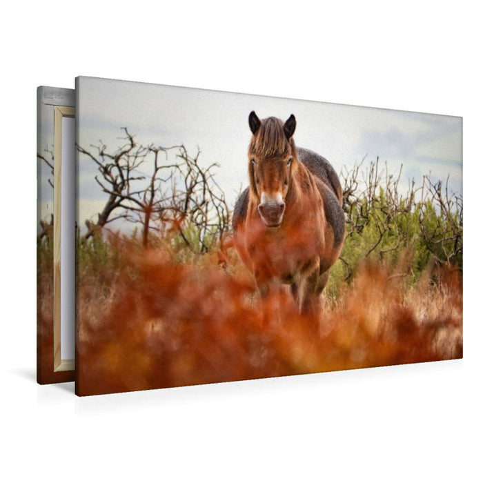 Premium Textil-Leinwand Exmoor Pony hinter leuchtendem Farn