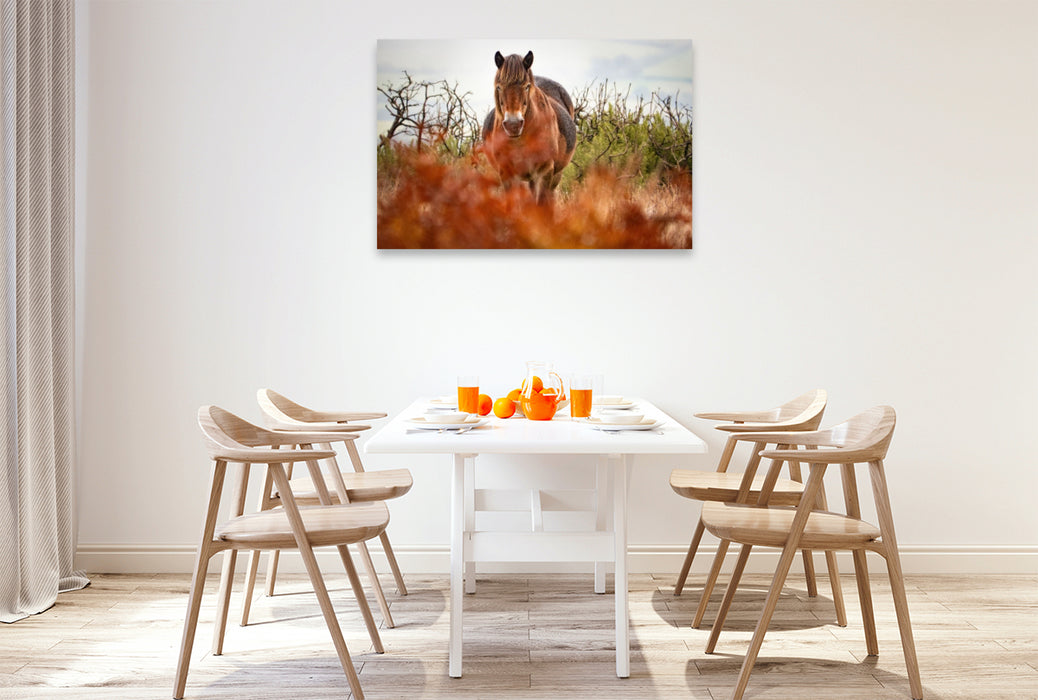 Premium Textil-Leinwand Exmoor Pony hinter leuchtendem Farn