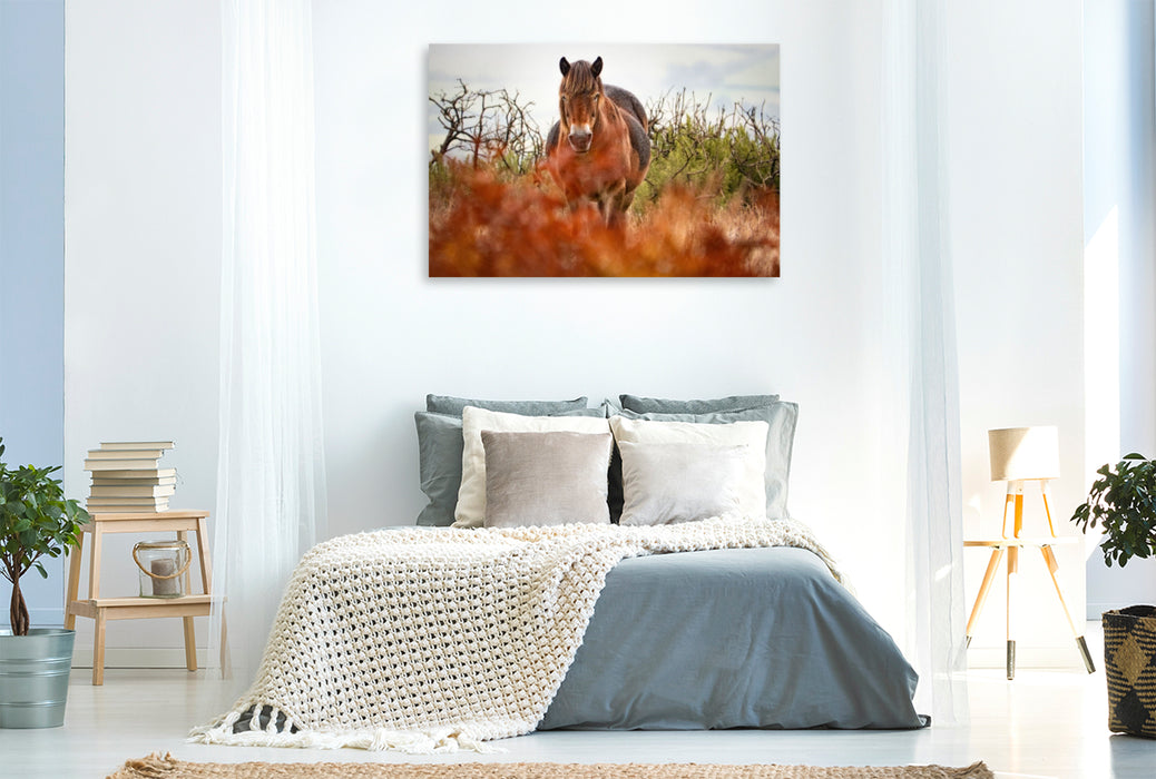Premium Textil-Leinwand Exmoor Pony hinter leuchtendem Farn