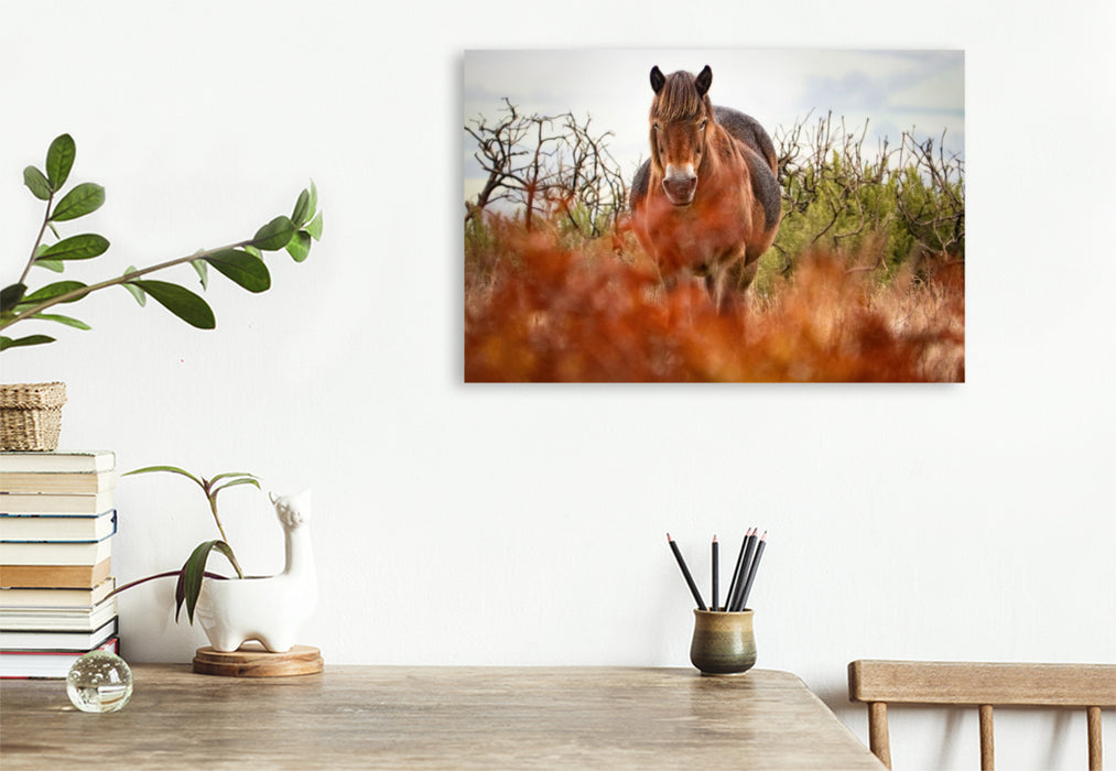 Premium Textil-Leinwand Exmoor Pony hinter leuchtendem Farn