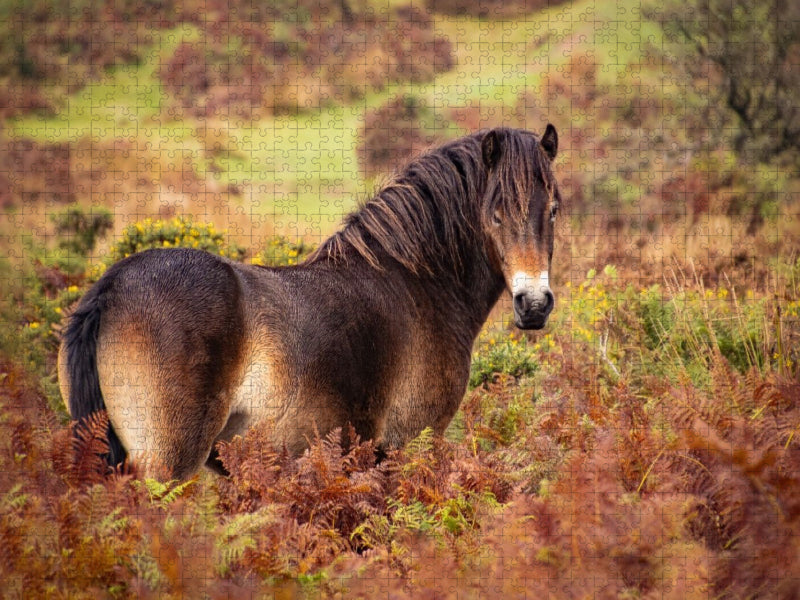 Pony im Farbenrausch - CALVENDO Foto-Puzzle'
