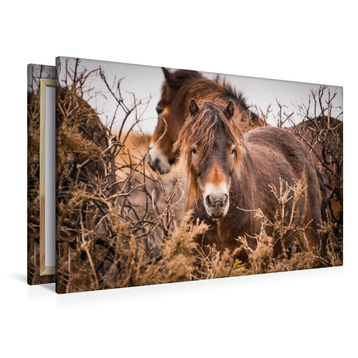 Premium Textil-Leinwand Wildes, rauhes Pferdeleben