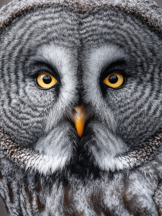 Bartkauz in faszinierender Großaufnahme - CALVENDO Foto-Puzzle'