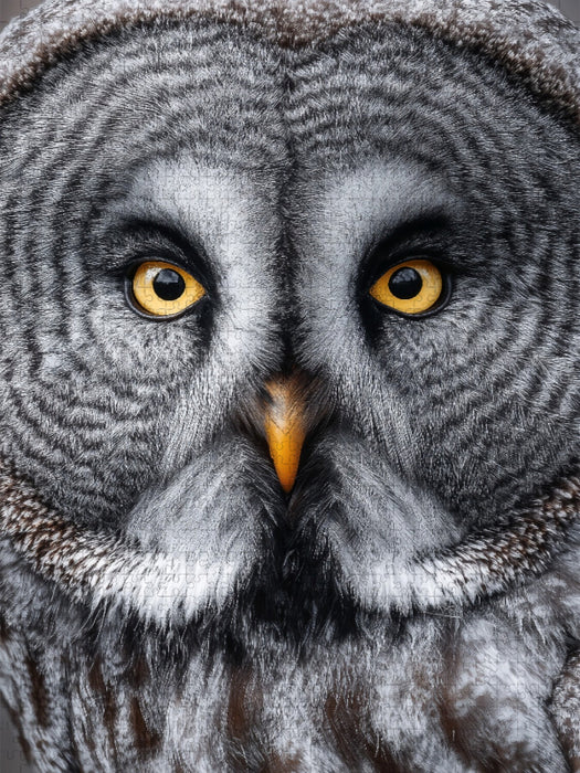 Bartkauz in faszinierender Großaufnahme - CALVENDO Foto-Puzzle'